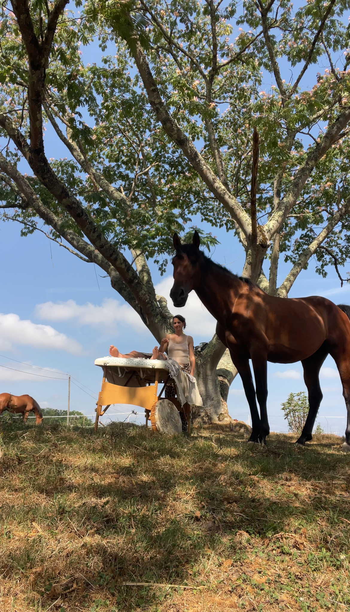 Soin énergétique avec les chevaux à Pey près de Hossegor dans les Landes 